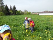 Pleteme věnečky z pampelišek